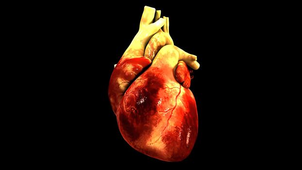 Human Circulatory System Heart Beat Anatomy Concept. 3D illustration