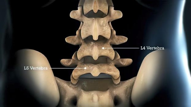 Anatomy of the Spine on black background 3D illustration