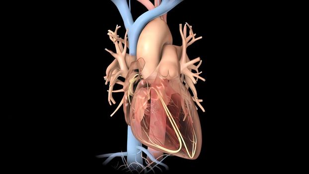 Human Circulatory System. Medically accurate of Heart with Vains and arteries. 3D illustration