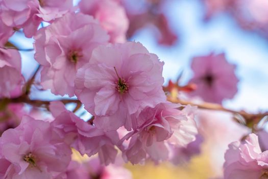 Double cherry blossoms in full bloom. A tree branch with flowers against a blue sky and the sun shines through the flowers