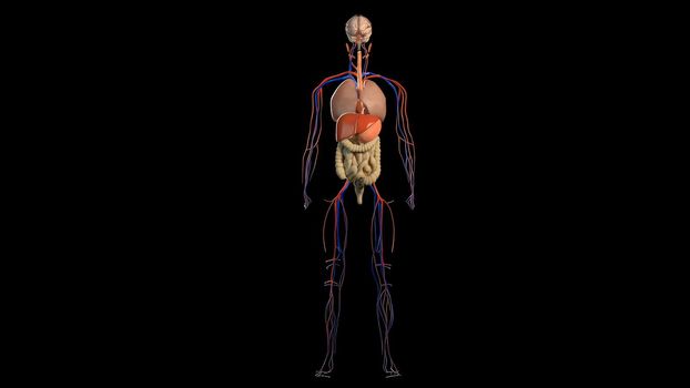 3D Animated of internal organs, nerve, bone, muscle systems created on black background, model 3d illustration