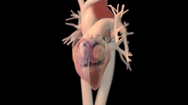 Human heart, realistic anatomy 3D illustration