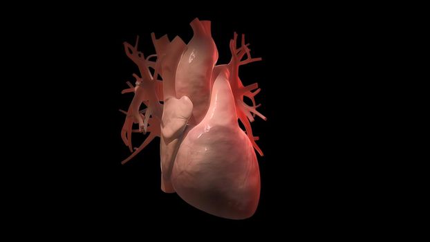 Human heart, realistic anatomy 3d model of human heart on the monitor, visual heart beating. Human anatomy, cardiovascular system. 3D illustration