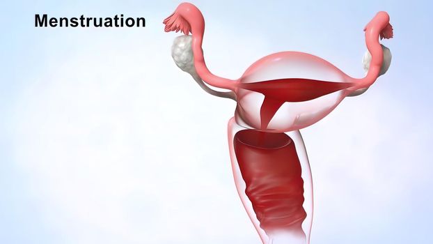 3D Medical illustration Female Reproductive System, Menstrual Cycle 3D illustration