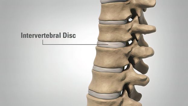 The lumbar spine refers to the lower back, where the spine curves inward toward the abdomen. 3d illustration