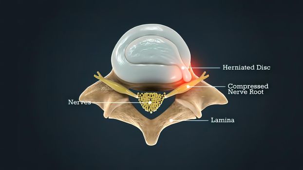 Anatomy of the Spine on black background 3D illustration