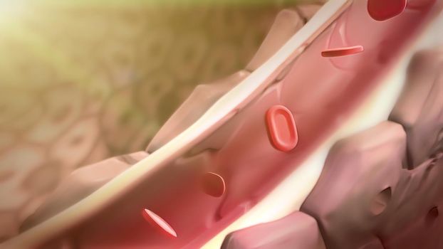 The structure of the human lungs and the working system of the respiratory system 3D illustration