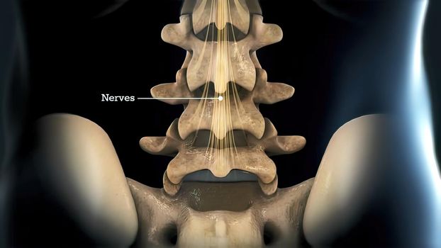 Anatomy of the Spine on black background 3D illustration