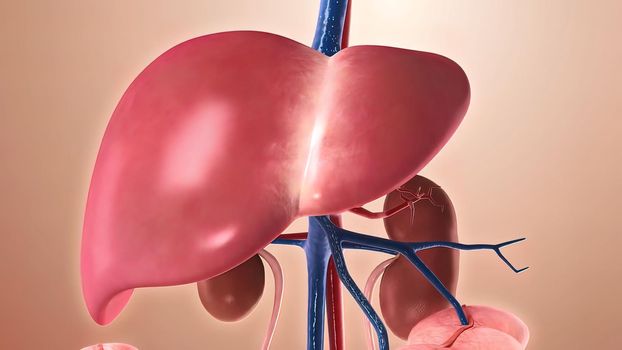 Medical animation of liver.A large lobed glandular organ in the abdomen of vertebrates, involved in many metabolic processes.3d illustration