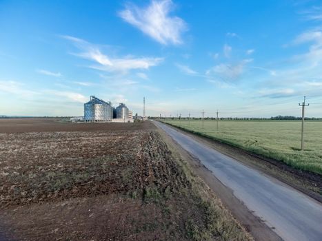 Green wheat field in countryside, close up. Field of wheat blowing in the wind at sunny spring day. Young and green Spikelets. Ears of barley crop in nature. Agronomy, industry and food production