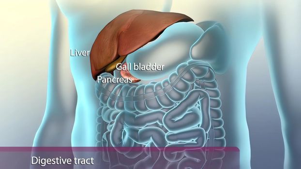 The main organs that make up the digestive system are the mouth, esophagus, stomach, small intestine, large intestine, 3d illustration