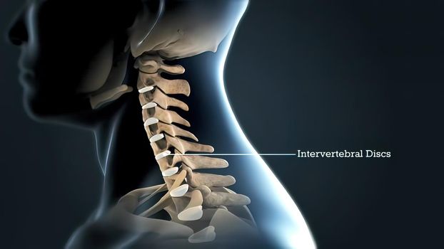 The lumbar spine refers to the lower back, where the spine curves inward toward the abdomen. 3d illustration