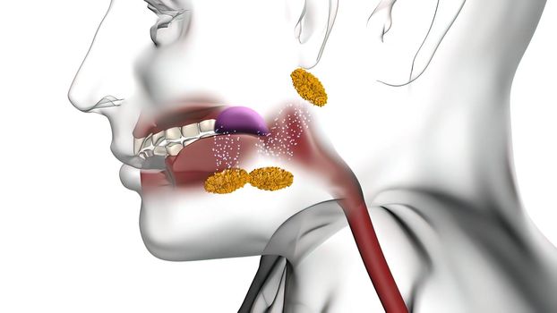 Saliva makes food moist, which helps chewing and swallowing and the digestion of food. 3D illustration