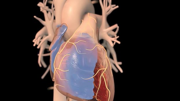 Human heart, realistic anatomy 3d model of human heart on the monitor, visual heart beating. Human anatomy, cardiovascular system.3D illustration