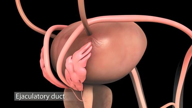 The vas deferens (ductus deferens) is a tubular structure derived from the mesonephric duct. 3D illustration