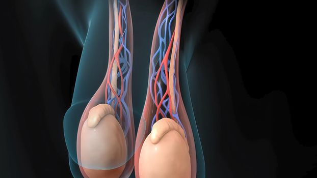 Male reproductive system 3D illustration