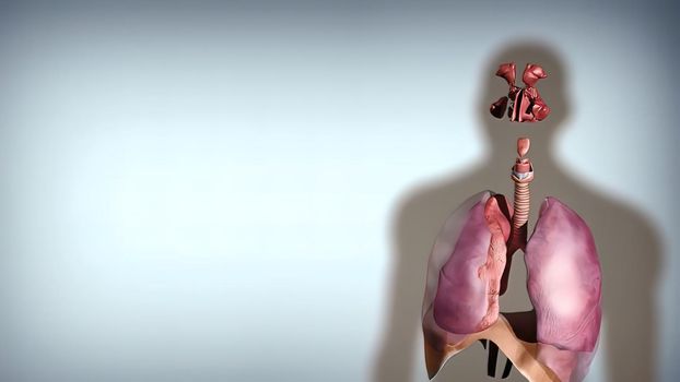 During gas exchange oxygen moves from the lungs to the bloodstream. At the same time carbon dioxide passes from the blood to the lungs. 3D illustration