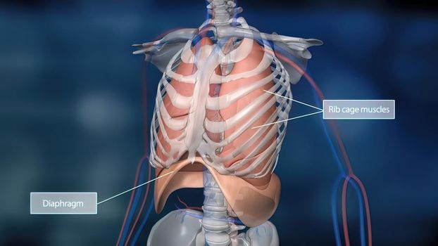 The diaphragm, located below the lungs, is the major muscle of respiration. 3D illustration