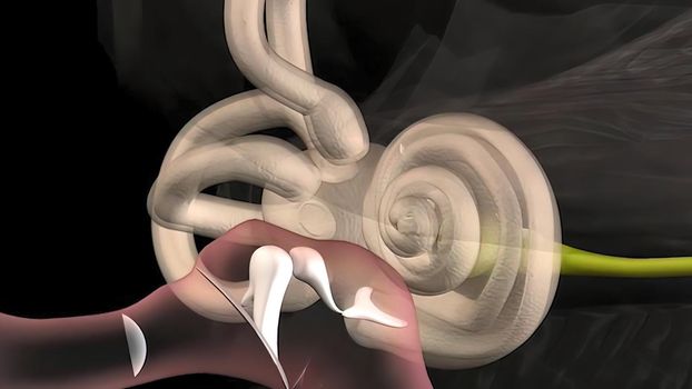 Sound waves enter the outer ear and travel through a narrow passageway called the ear canal, which leads to the eardrum. 3D illustration