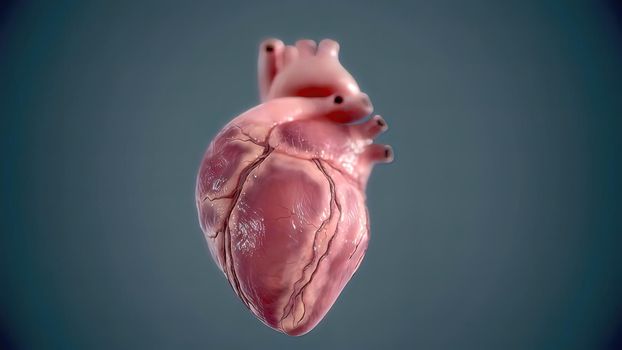 Human heart, realistic anatomy 3d model of human heart on the monitor, visual heart beating. Human anatomy, cardiovascular system. 3D illustration