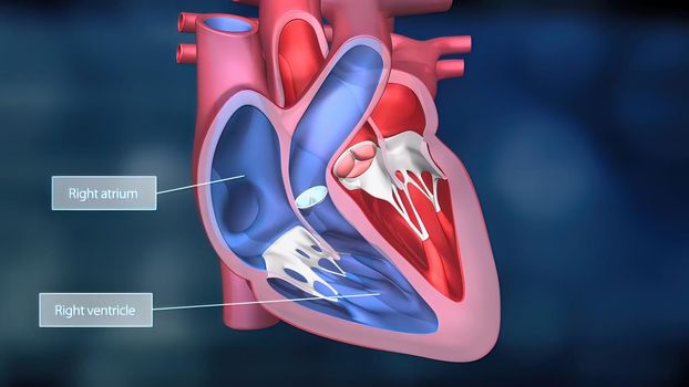 As the heart beats, it pumps blood through a system of blood vessels, called the circulatory system. The vessels are elastic, muscular tubes that carry blood to every part of the body. 3D illustration