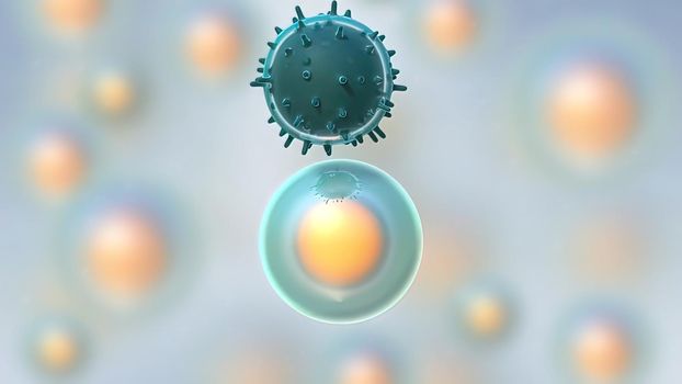 Aform of small leukocyte (white blood cell) with a single round nucleus, occurring especially in the lymphatic system. 3D illustration