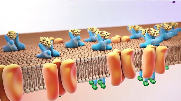 insulin receptors 3d medical illustration