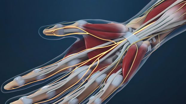 Human hand nerves and tendon 3d illustration