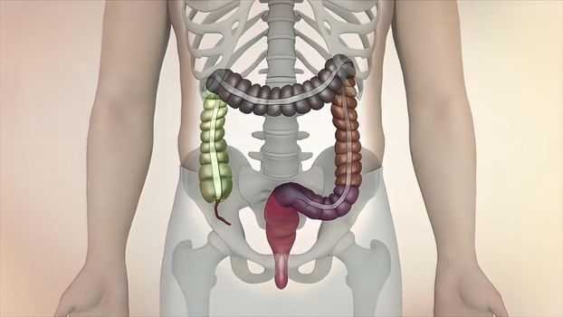 Human digestive system. Parts of the large intestine 3D illustration