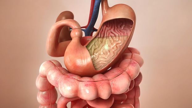 Billions of microbiome attack and destroy virus inside gut. Bacteria being killed by good microorganisms inside human body. 3D illustration