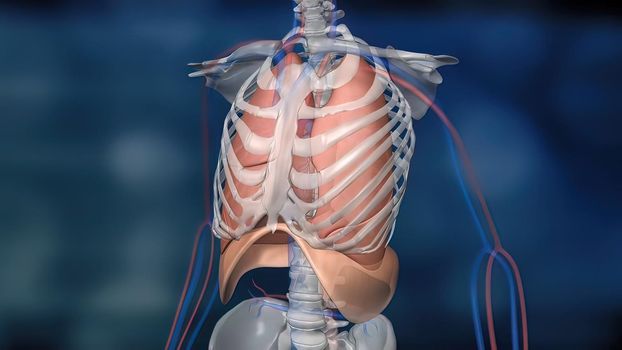 The diaphragm, located below the lungs, is the major muscle of respiration. 3D illustration