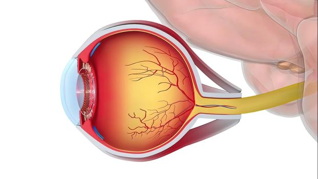 The eye is the organ of sight and is shaped as a slightly irregular hollow sphere. 3D illustration