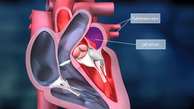 As the heart beats, it pumps blood through a system of blood vessels, called the circulatory system. The vessels are elastic, muscular tubes that carry blood to every part of the body. 3D illustration