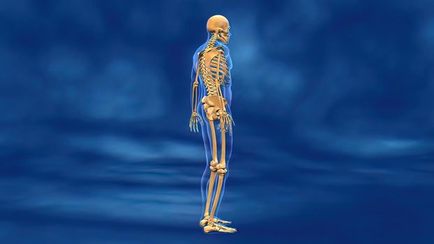 male body skeleton and muscles 3D illustration