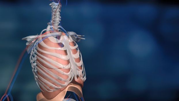 The diaphragm, located below the lungs, is the major muscle of respiration. 3D illustration