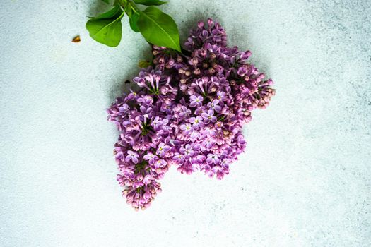 Fresh lilac flowers on concrete background