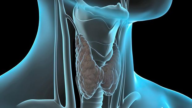 The larynx, commonly called the voice box or glottis, is the passageway for air between the pharynx above and the trachea below 3D illustration