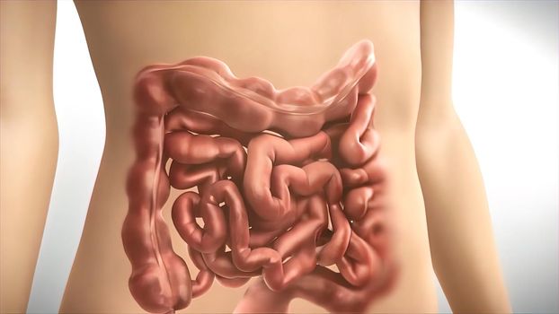 The large intestine is the final part of the gastrointestinal tract and digestive system in vertebrates. 3D illustration