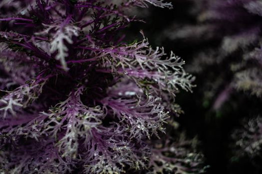 Background of leaves of decorative cabbage plant with dew in rainy day