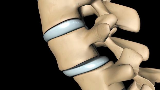 Cervical nerve roots exit the cervical spine through the intervertebral foramina between the vertebrae. 3D illustration