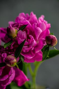 Bouquet of purple peony flowers in the vase