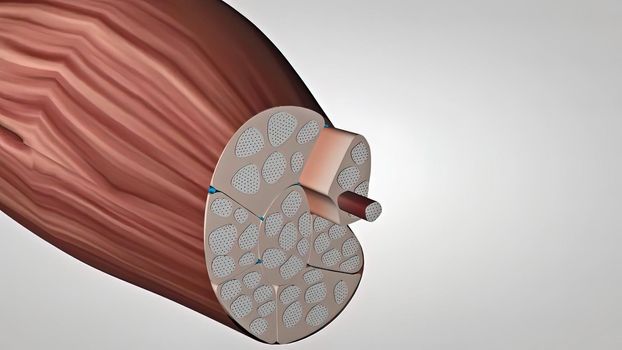 muscle and nervous system in the arm 3D illustration