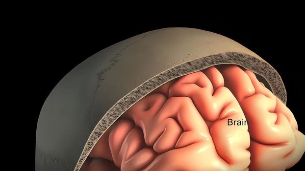 Membrane surrounding the central nervous system 3D illustration