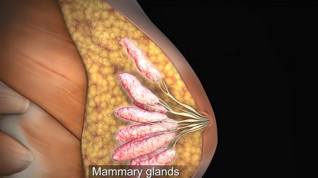 The mammary gland is a gland located in the breasts of females that is responsible for lactation, or the production of milk 3D illustration