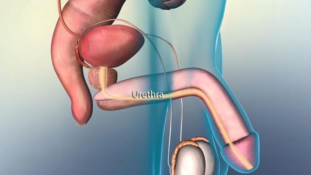 The male reproductive system. Anatomy of the Male Reproductive System 3D illustration