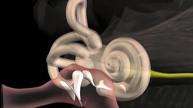 Sound waves enter the outer ear and travel through a narrow passageway called the ear canal, which leads to the eardrum. 3D illustration