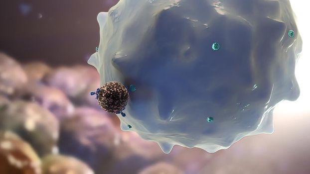 Macrophages are effector cells of the innate immune system that phagocytose bacteria and secrete both pro inflammatory and antimicrobial mediators. 3D illustration