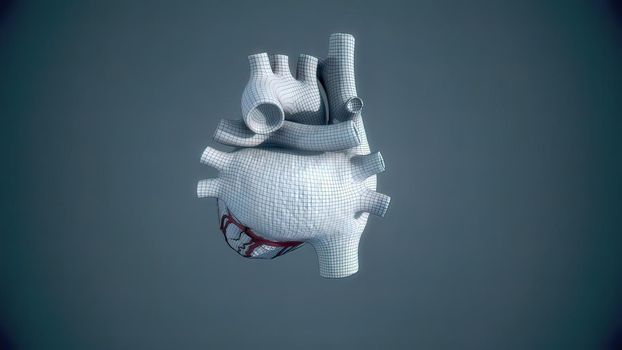 Human heart, realistic anatomy 3D illustration