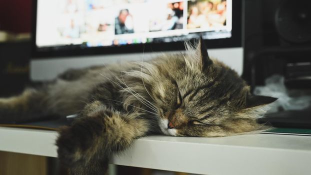 Adorable cat sleeping near computer pc on white table.