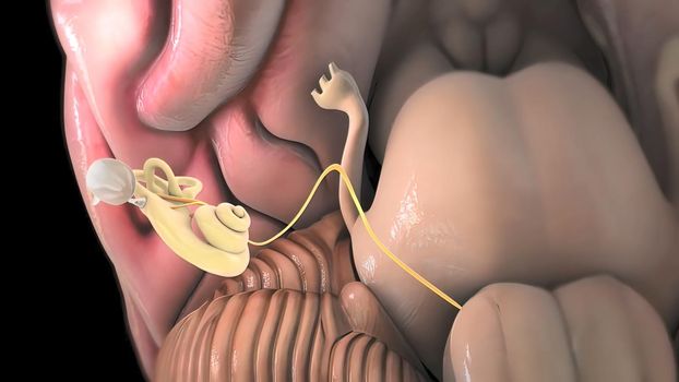 3D Human Ear Anatomy System 3D illustration